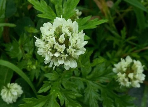 湖北艾草哪里最好（艾草之乡：蕲春产的最正宗出名）