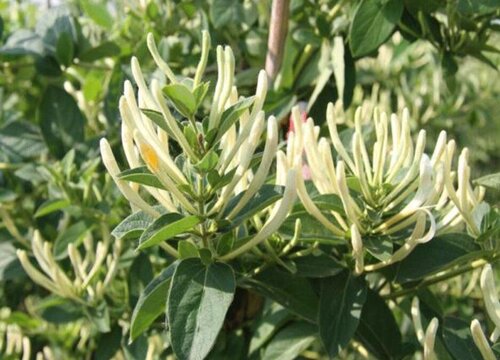 北花一号金银花一年开几次花 一年四季开花吗