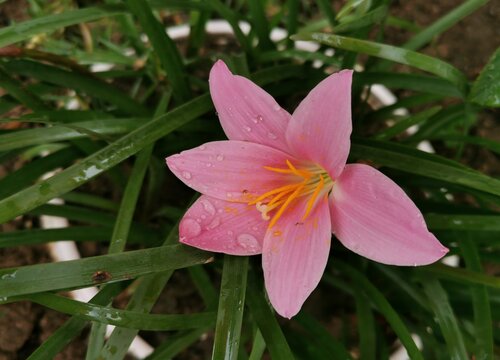风雨兰只长叶子不开花怎么回事 不开花原因及解决方法