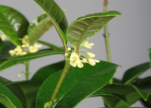 最耐寒的桂花品种 桂花哪个品种最抗寒