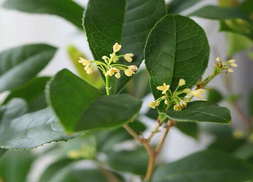 代表中秋的花有哪些 代表中秋时节的花