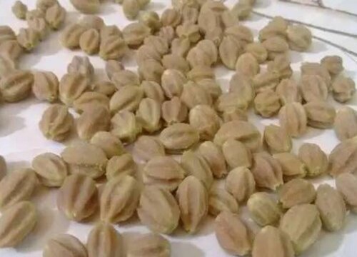 百香籽什么时候采摘
