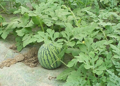 西瓜苗怎么移栽种植才好（西瓜幼苗移植注意哪些问题）