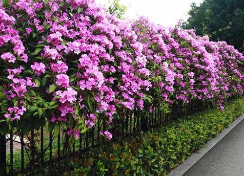 蒜香藤什么时候开花