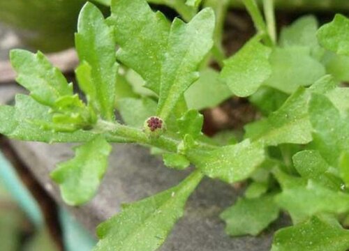 鹅不食草生长在哪里 鹅不食草生长地方与生长环境