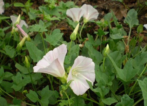 打碗花和牵牛花的区别