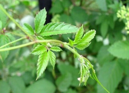 绞股蓝属于什么茶