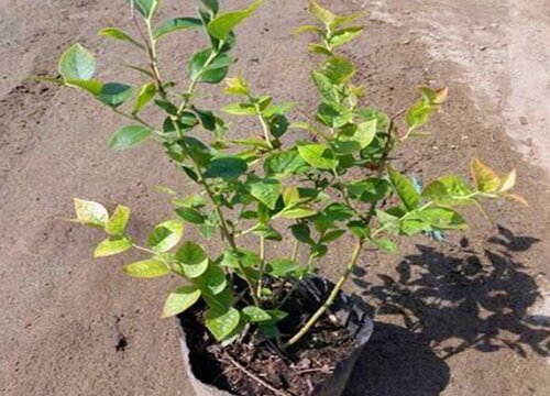 盆栽蓝莓种植方法 夏季养护方法