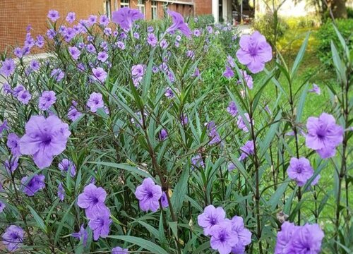 翠芦莉冬天枯萎春天会发吗 翠芦莉冬季过冬需要修剪吗