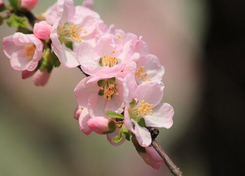 春季开的花有哪些 春天开的花有什么