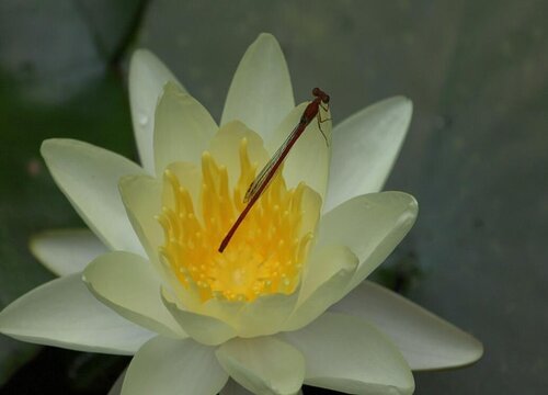 莲花代表什么象征意义 代表什么寓意与含义