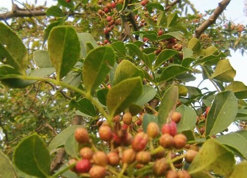 花椒树什么时候栽最好 花椒树苗几月份移栽合适