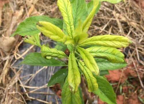 李子树苗怎么栽 刚买来李子树苗的种植技术