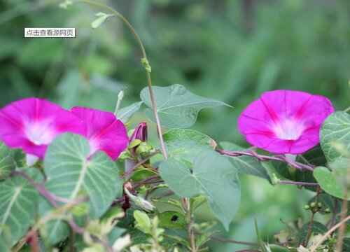 牵牛花长在哪里