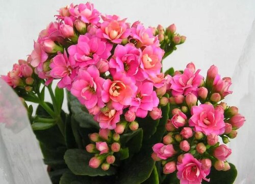 家里为什么不能养长寿花(家里养长寿花有什么忌讳)