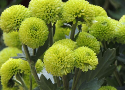 菊花冬天怎么养才能安全过冬（越冬保护管理与养殖方法）