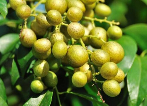 黄皮果什么时候开花 一般几月份开花