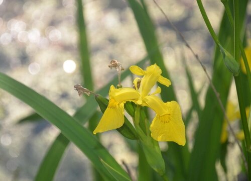 黄花鸢尾3