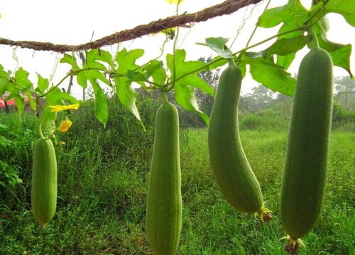 菜瓜的功效与作用