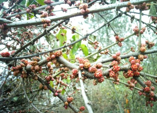 院里不种五种树 哪几种树不能种在庭院里