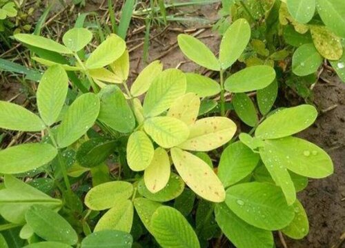 花生苗期叶片发黄怎么办（花生叶子发黄原因及防治措施）