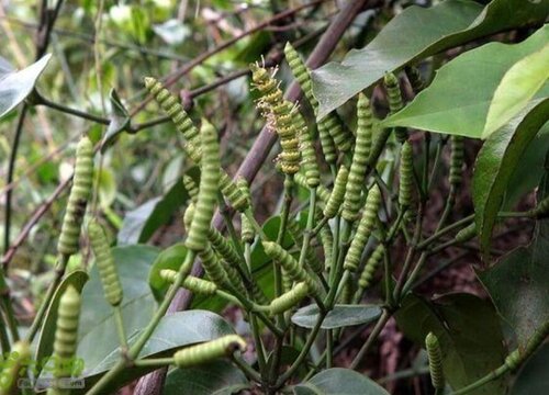冬虫夏草的生长过程图(虫草是怎么长出来的)