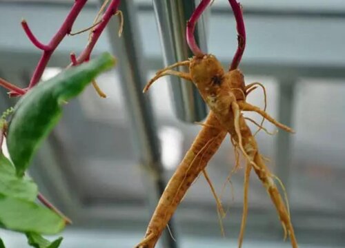 人参菜的功效与作用及食用方法 人参菜怎么吃法