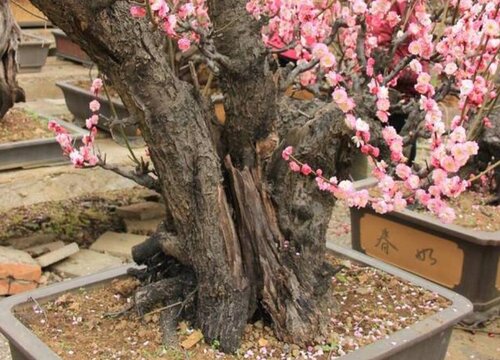 梅花是几月开的花  梅花开花季节是什么时候（样子）