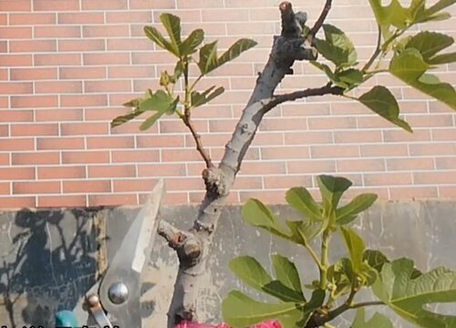 无花果怎样修剪才能多结果 无花果剪枝时间和方法