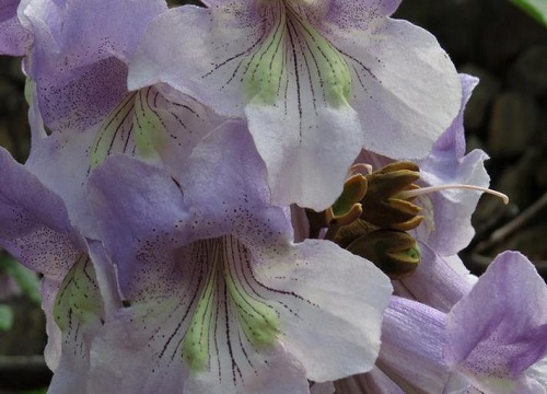 梧桐花能吃吗