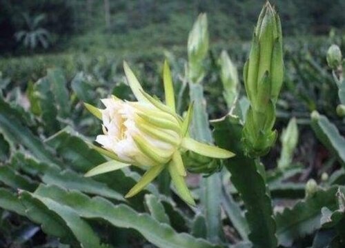 霸王花能吃吗