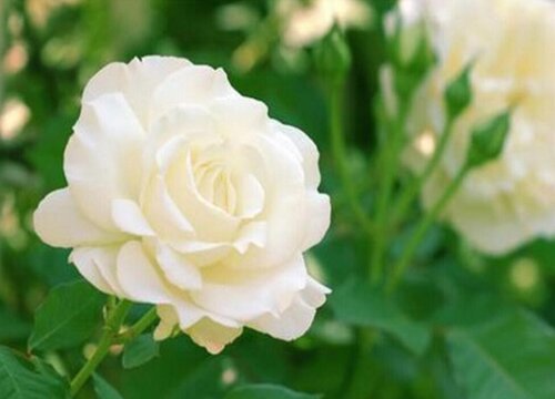 20朵白玫瑰代表什么花语 20支白玫瑰花的花语含义