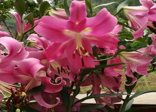 百合花(60)