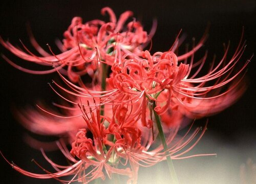 家里坚决不能养的花（六种不能养在家里的花影响风水）