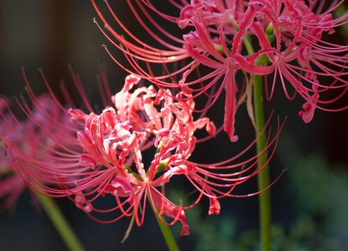 彼岸花的花语和寓意