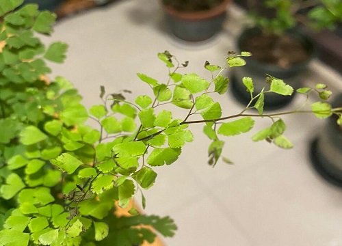 适合在家养的蕨类植物(哪些蕨类盆栽好看室内好养)