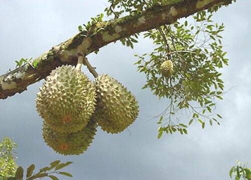 菠萝蜜品种排名 哪个品种好吃