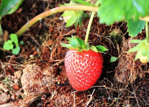 春季怎么养草莓花苞呼呼冒