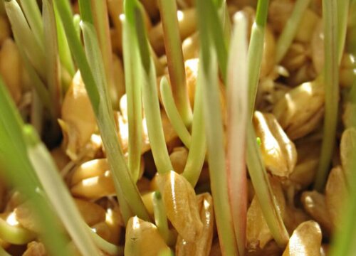 豆芽可以冷冻保存吗