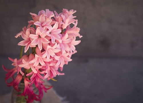 粉色风信子的花语和寓意