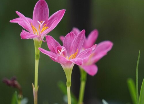 风雨花1