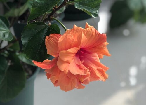为什么家里不能养扶桑花 扶桑花适不适合家养