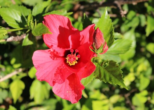 芙蓉花象征着什么意义