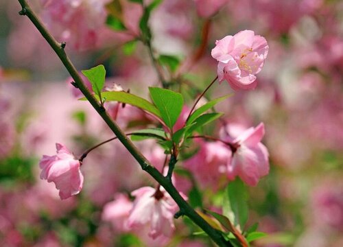 海棠花黄叶是什么原因 叶子发黄是怎么回事