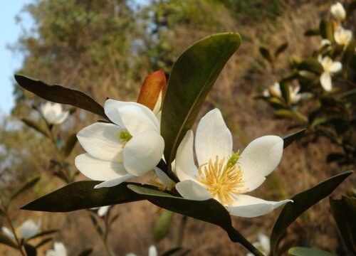 含笑花什么时候移栽最好（含笑花怎么移植）