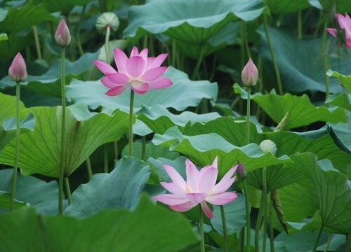 家里养荷花吉利吗 种荷花风水寓意及忌讳