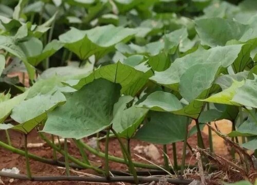 地下害虫蛴螬的最佳防治时间（几月份防治金龟子合适）