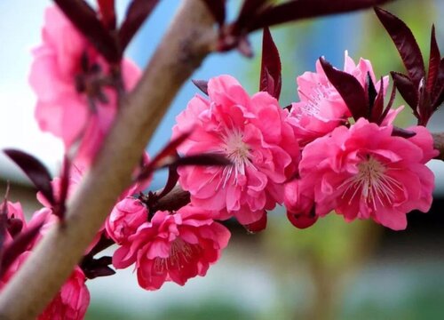 观赏桃花十大品种(好看的景观桃花品种大全及图片)