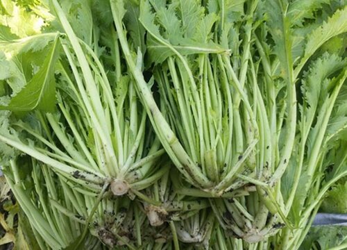 芥菜什么时候移栽最好(芥菜苗移栽方法和时间)