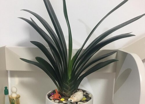 怎么让君子兰生根快(君子兰催根方法与绝招)
